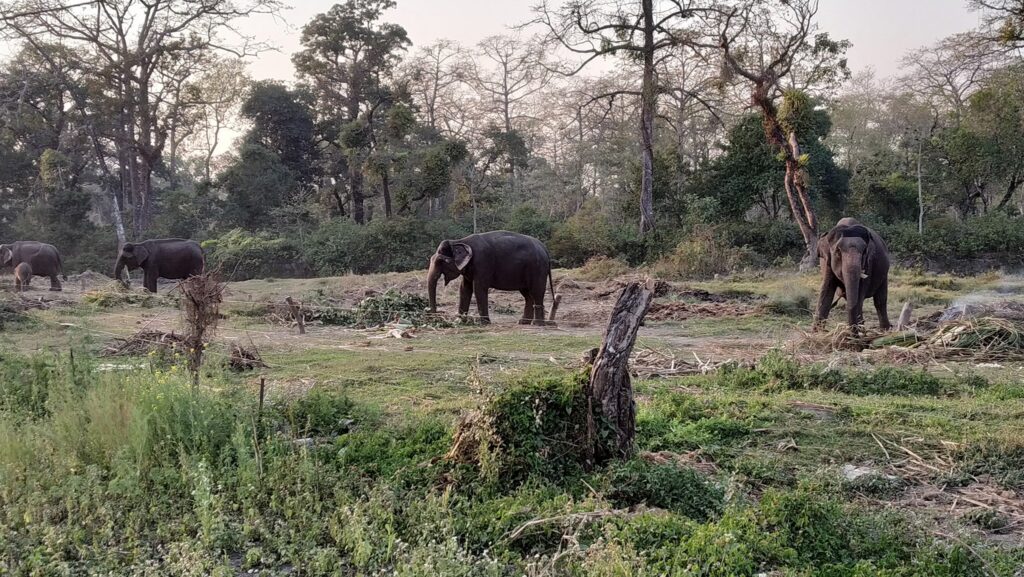 Elephants sighted during Jeep safari