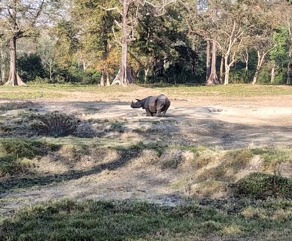 Glimpse of Rhino captured during the jeep safari